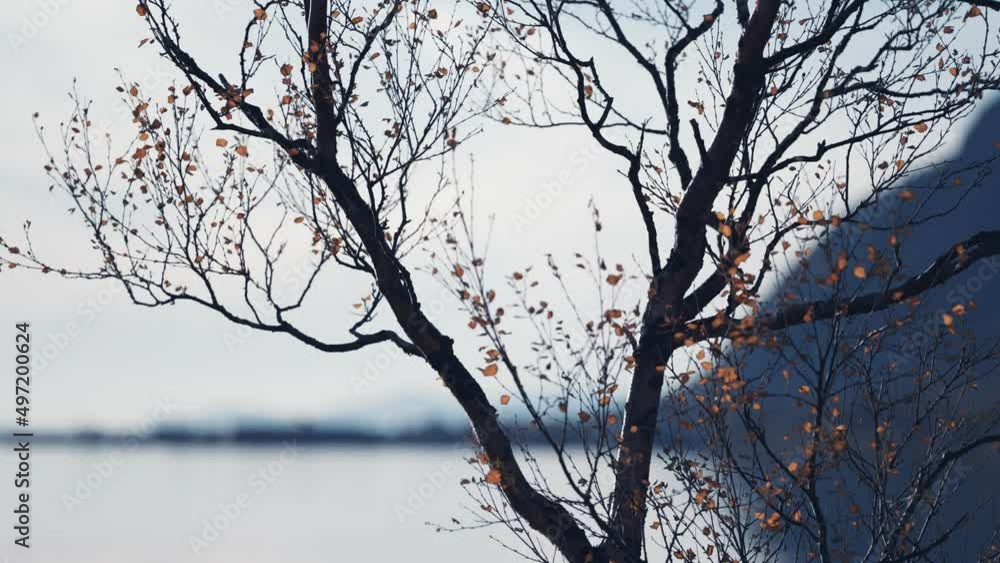 Poster close-up shot of the tree with dark delicate branches and small bright leaves. mountains and fjord i