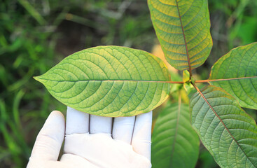 scientist hand picking Mitragyna speciosa leaf on tree for doing experimental test to make medical...