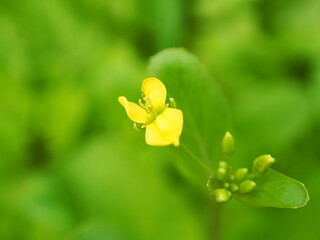 tiny flower of Chinese cabbage in farm