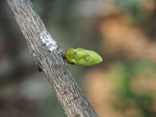 tiny sapling on branch blur background 01