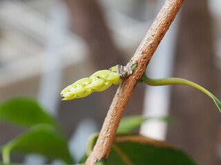 tiny sapling on blur background