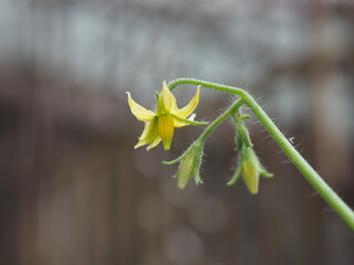 tiny tomato flower on blur background