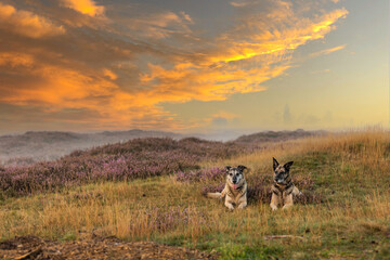 Sunset over a wide moorland landscape Balloërveld with rolling hills full of blooming heather and two posing old dogs against a misty background and warm colored cloud wisps