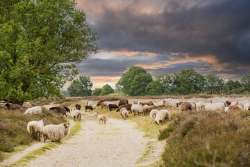 Landscape moorland Balloërveld in the Dutch province of Drenthe with foraging herd of Drenthe...