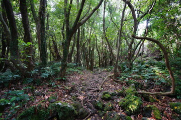 Obraz premium primeval forest with mossy rocks and old trees