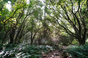 vines in deep forest