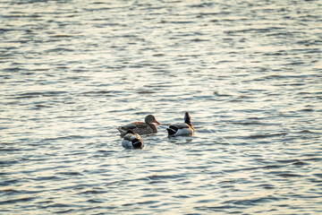 Wild Birds in the Pelham Bay Park Wetland