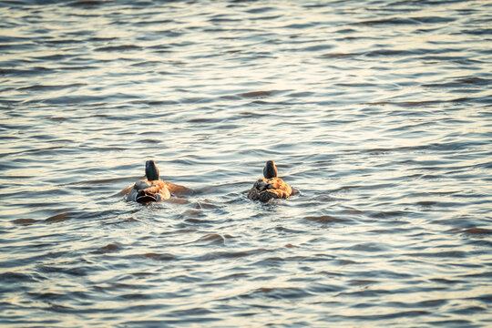 Wild Birds in the Pelham Bay Park Wetland