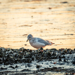 Wild Birds in the Pelham Bay Park Wetland