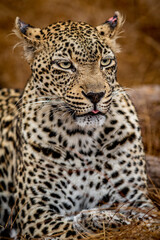 Close up of a female Leopard in the Kruger.