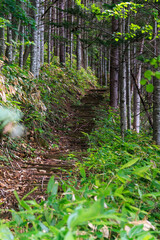 北海道札幌市、豊平峡ダム付近の小径【8月】