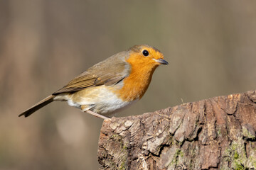 Robin Red Breast (Erithacus rubecula)
