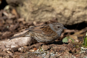 Dunnock (Prunella modularis) in woodland setting