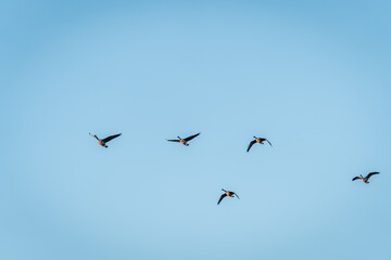 Beautiful Flying Canada Goose in the Sky