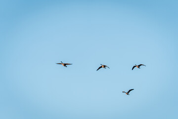 Beautiful Flying Canada Goose in the Sky