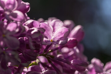 Fototapeta na wymiar Spring morning and lilac blossom. Selective focus