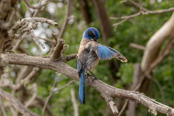 California Scrub Jay Preening Feathers