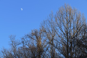 月と木々