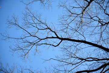 空に伸びる木