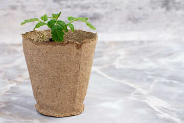 Close up a can with a green tomato seedling.