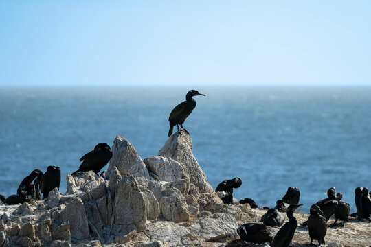 Brandt's Cormorants on the rocks
