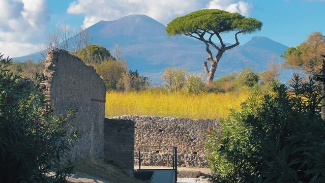 Pine Tree growing in rural area of Pompeii and giant Mount Vesuvuis in background during sunlight and clouds in Italy