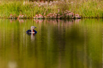Red throated loon in a lake