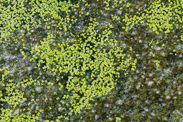 北海道伊達市、三階滝公園で見つけた小さな水草【8月】