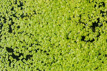 北海道伊達市、三階滝公園で見つけた小さな水草【8月】