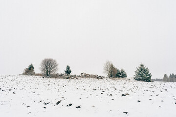 trees in the field at winter