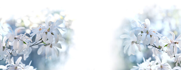 white magnolia flowers, light natural abstract blurrred background. Floral romantic image nature. spring season. banner. copy space