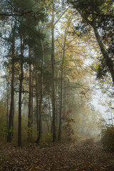 A foggy morning in an autumn forest. Mixed deciduous and coniferous forest in the fog. A road studded with leaves goes into the distance. A beautiful, mystical autumn landscape.