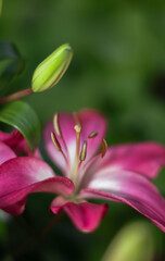 An Asiatic Lily . Single bloom .  Overhead view  .  Pink