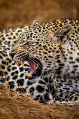 Female Leopard growling in the Kruger.