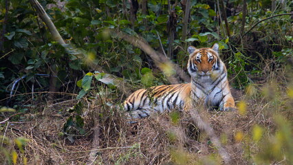 tiger in the jungle