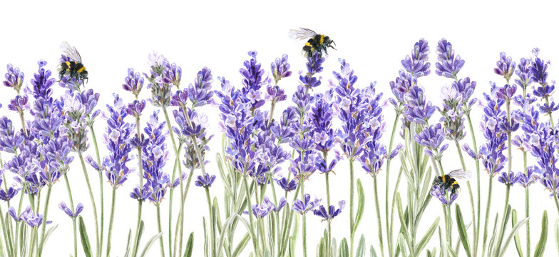 Seamless border with lavender flowers and bee. Hand draw watercolor images. Spring summer banner template