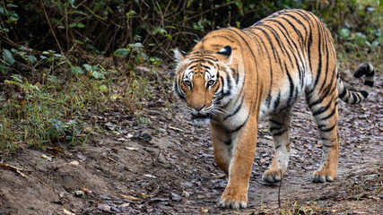tiger in the wild