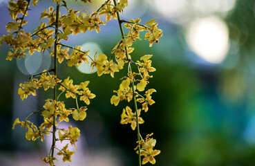 The yellow orchid in bloom