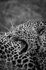 Female Leopard growling in the Kruger.