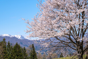 雪山と一本桜