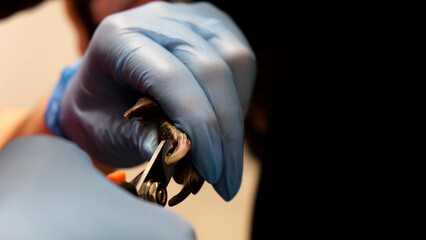 Veterinarian in medical gloves cuts the claws of a dog in the clinic. The concept of veterinary medicine, animal care, animal health, grooming, pet grooming salon