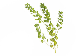 a fresh green twig of an unusual plant on a white background