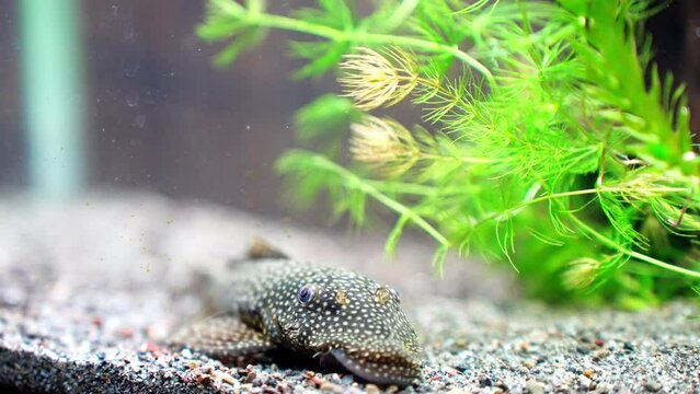 食べ物を探すミニブッシープレコ