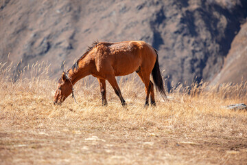 Naklejka na ściany i meble Horse Stud and her beautiful foal on a field