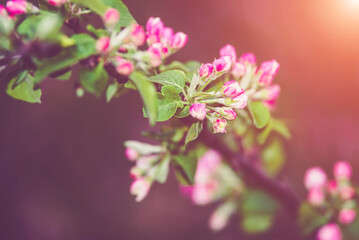 appletree blossom branch in the garden in spring
