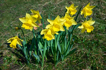 beautiful yellow daffodils (Narcissus) flowers. First spring flowers. spring floral background. selective focus