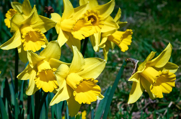 Fototapeta premium beautiful yellow daffodils (Narcissus) flowers. First spring flowers. spring floral background. selective focus
