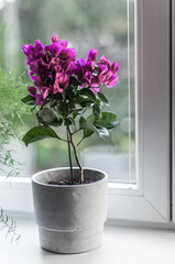 Flower bougainvillea in a pot in the style of concrete on the background of the window on the windowsill.