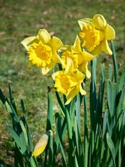 Obraz premium beautiful yellow daffodils (Narcissus) flowers. First spring flowers. spring floral background. selective focus