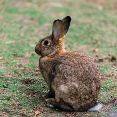 Cute white food's rabbit in green park. Animal nature habitat of rabbit: life in meadow concept.